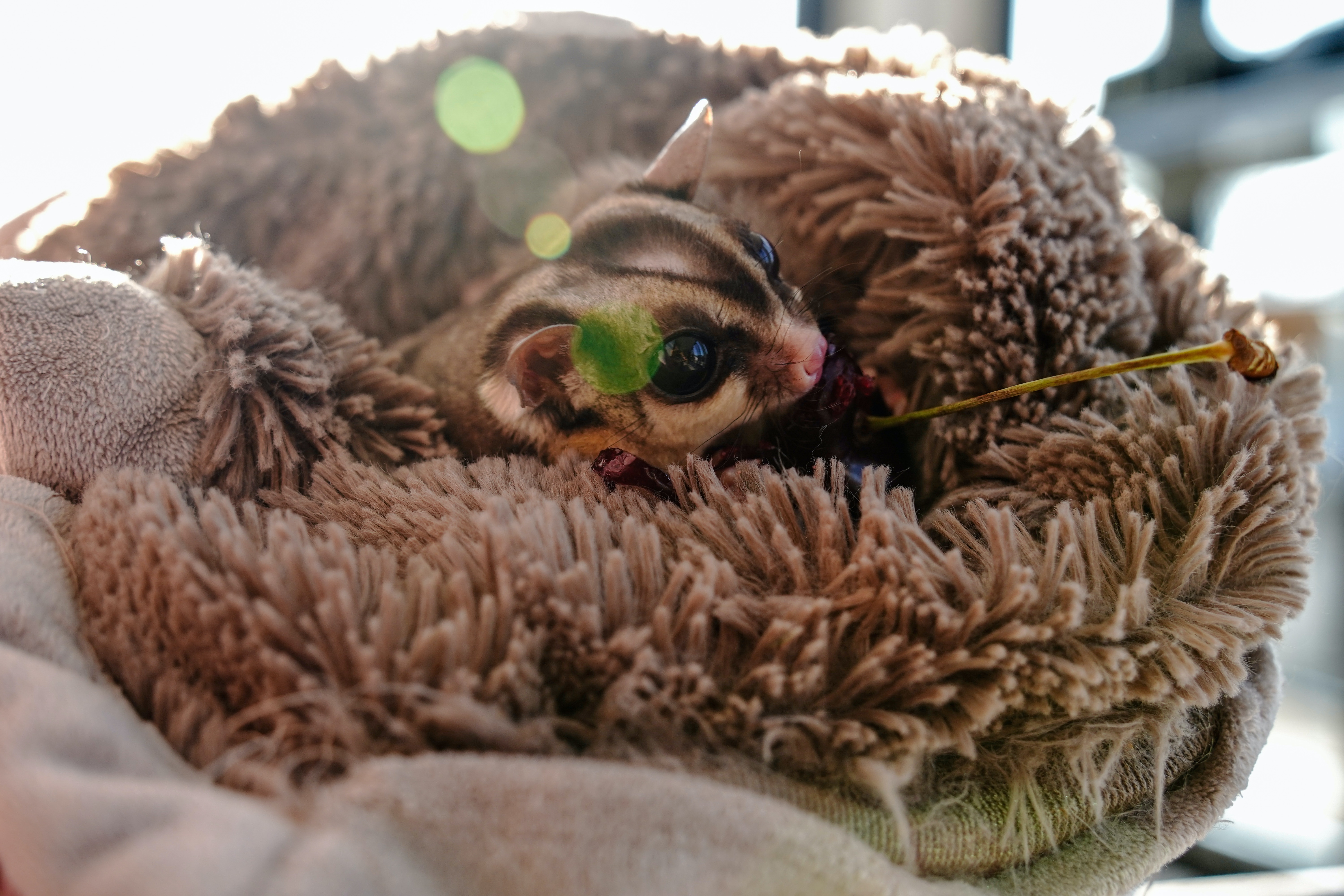 Sugar glider lying in a blanket.